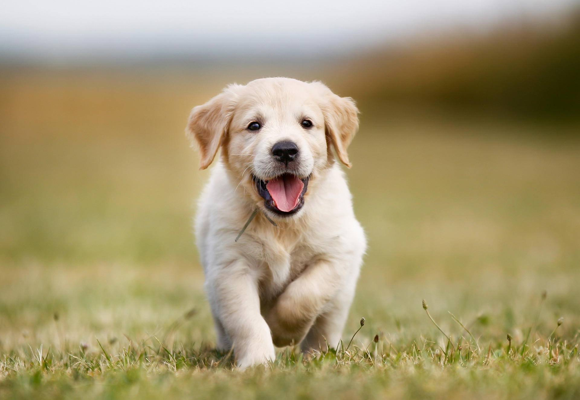 Puppy running across a field of grass
